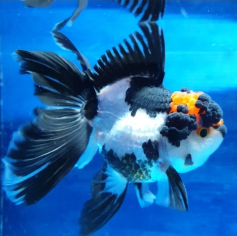Panda Oranda Goldfish