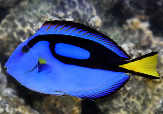 Blue Hippo Tang