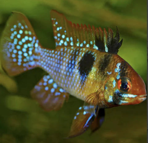 German Blue Ram - Locally Bred