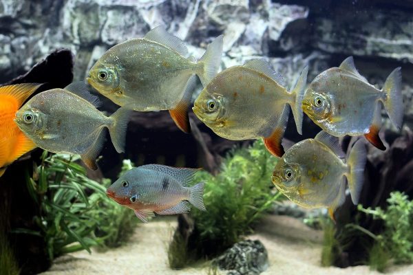 Silver Dollar Tetra