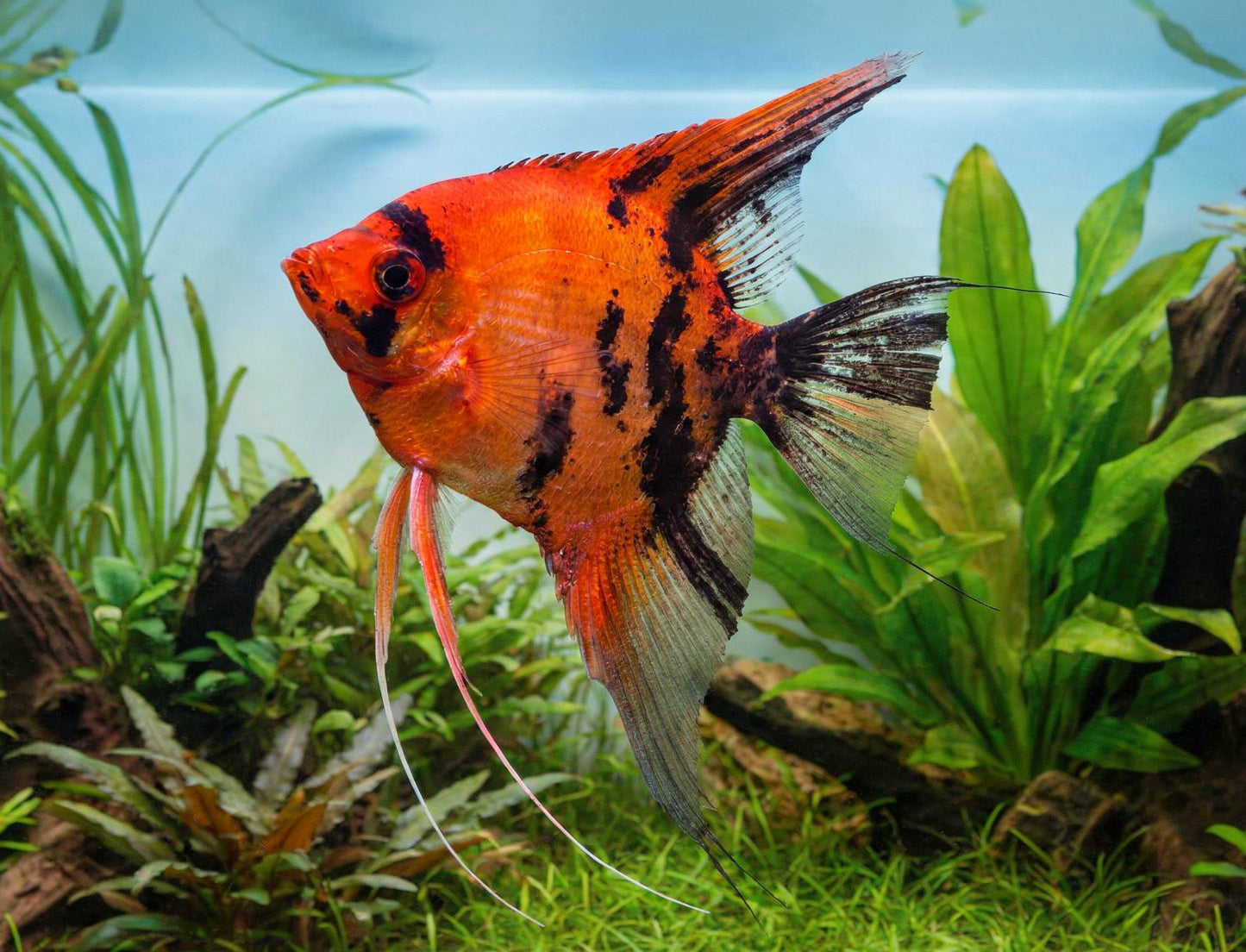 Red Devil Angelfish