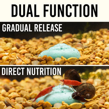 Easy Shrimp and Snail Shells - Bulk sold Ea (1)