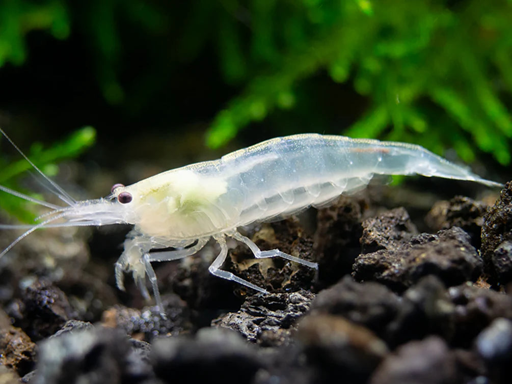 Giant White Amano Shrimp