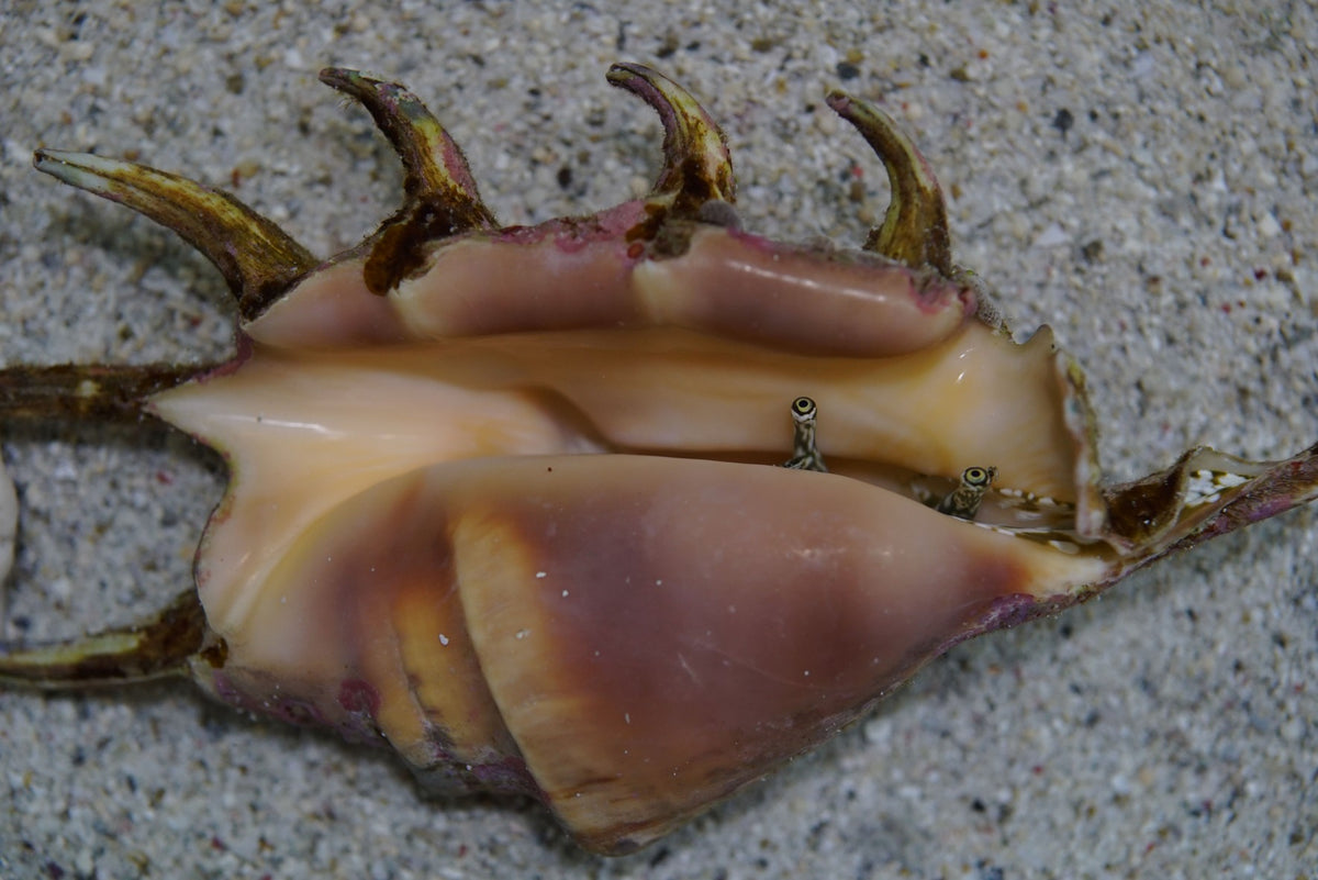 Spider Conch