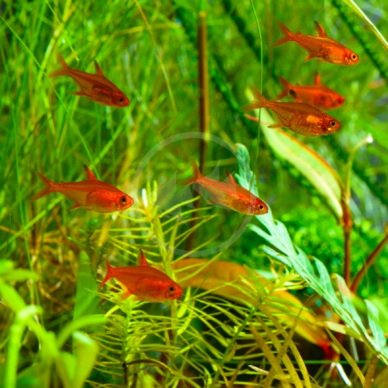 Ember Tetra