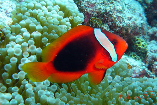 Tomato Clownfish Tank Raised