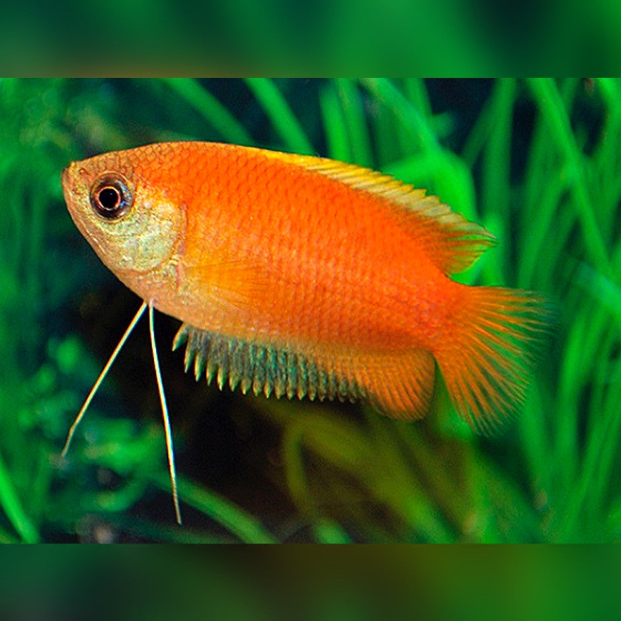 Gourami – Mixed Colors