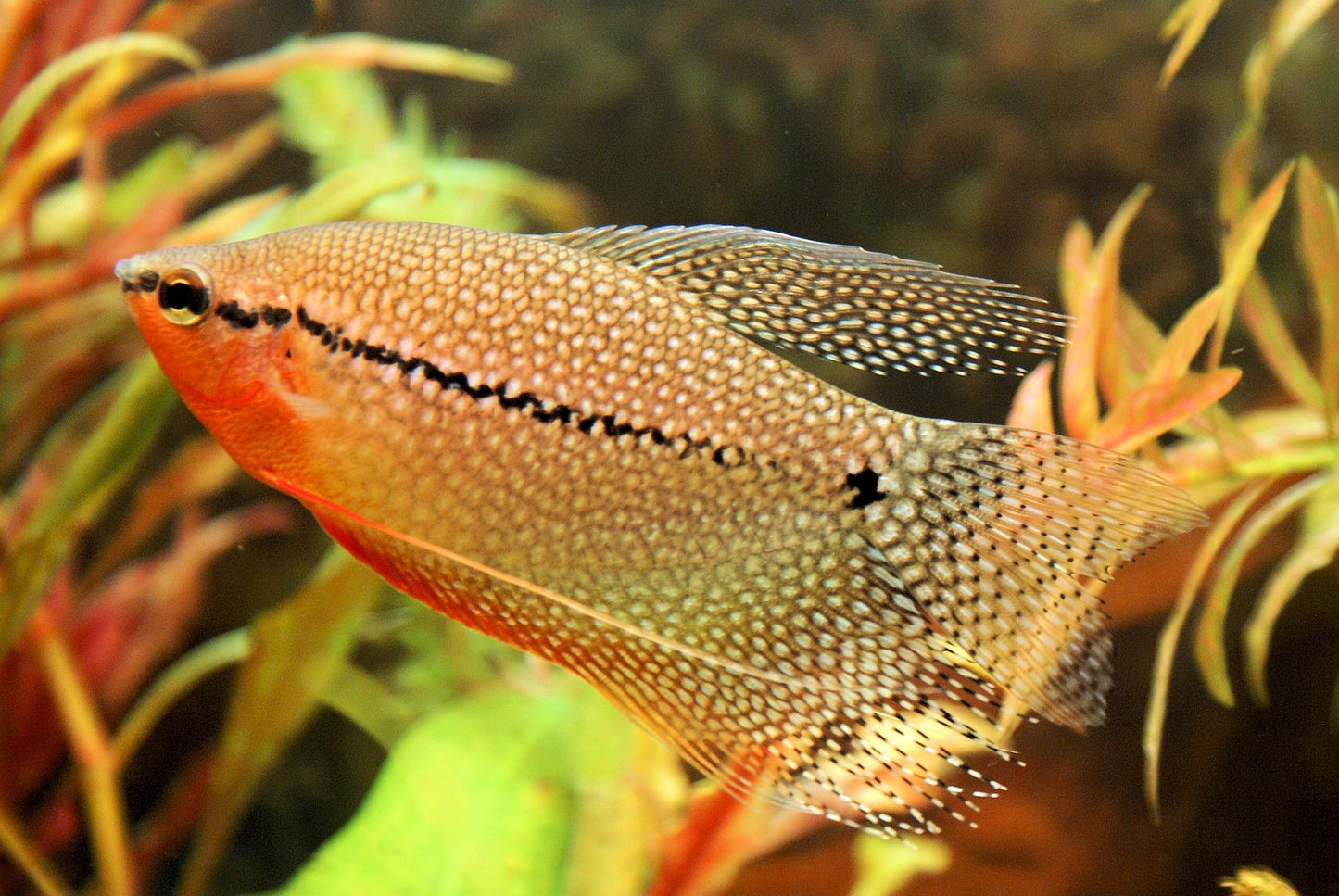 Gourami – Mixed Colors