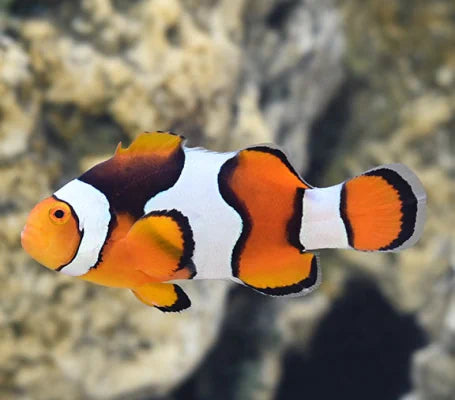 True Percula Clownfish Tank Raised