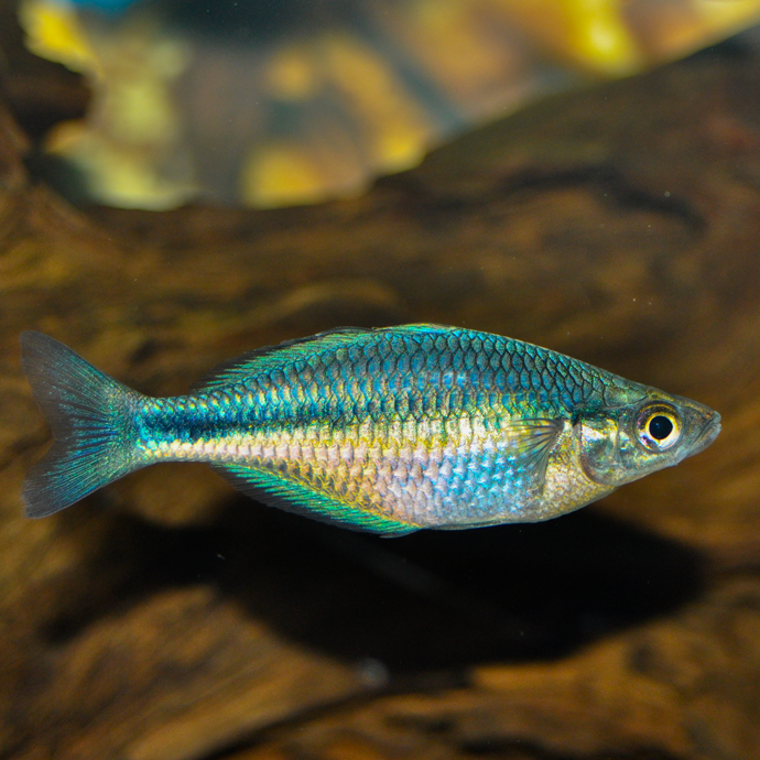 Turquoise Rainbowfish
