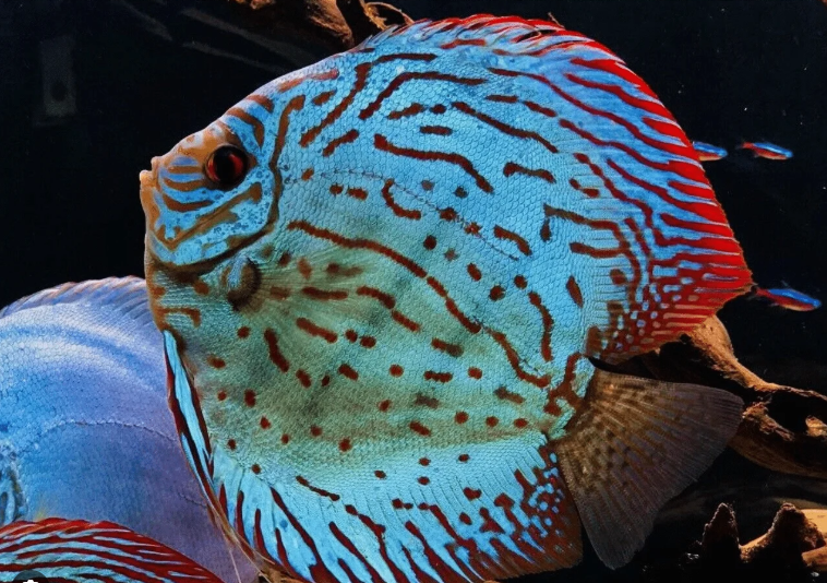 Discus - Brilliant Blue