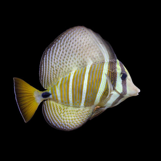 Sailfin Tang