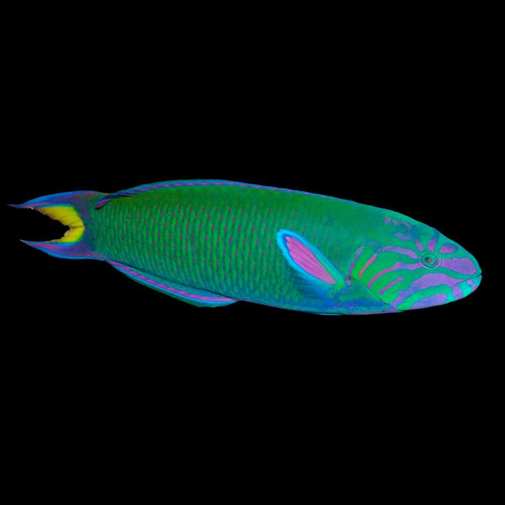 Lunare / Lyretail Wrasse