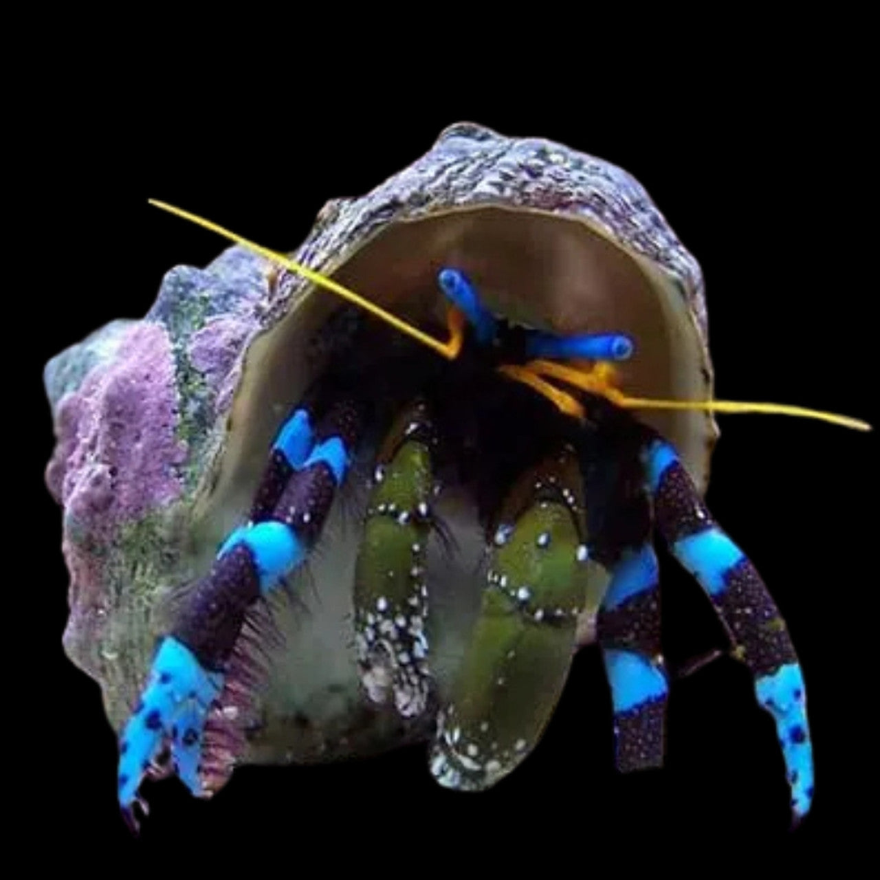 Blue Legged Hermit Crab