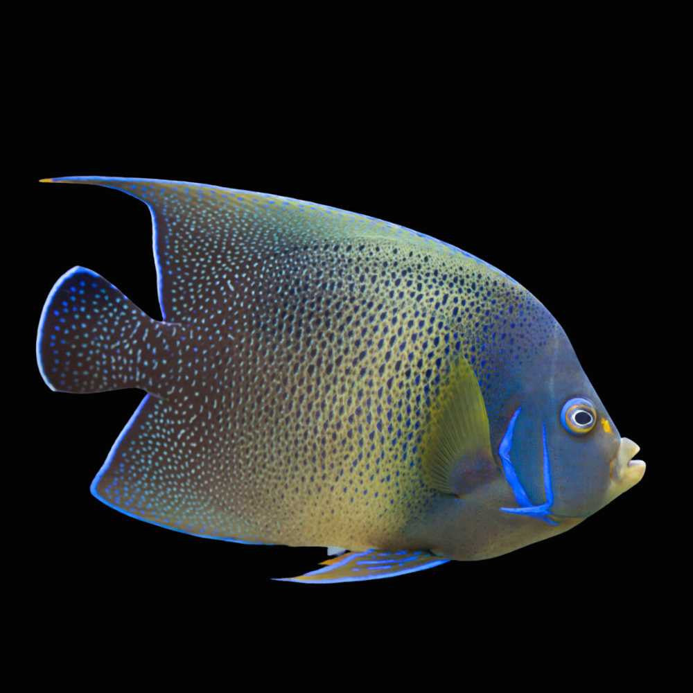 Koran Angelfish Juvenile