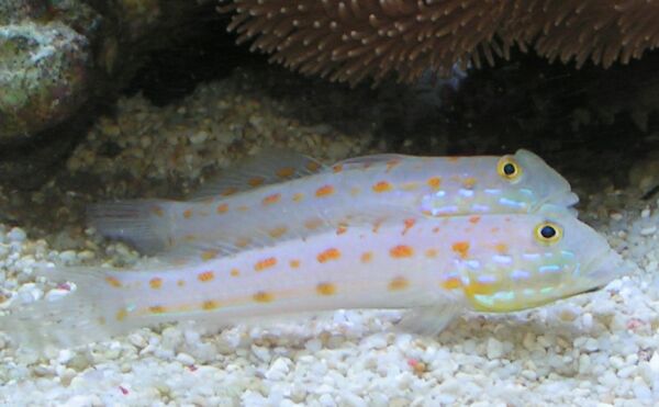 Diamond Sleeper Goby