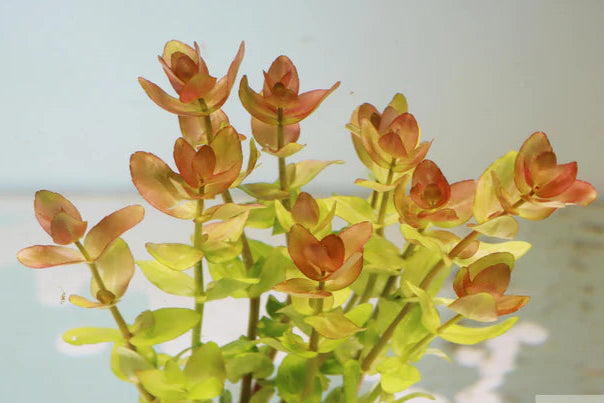 Bacopa caroliniana 'Yellow flame' (Lemon Bacopa)