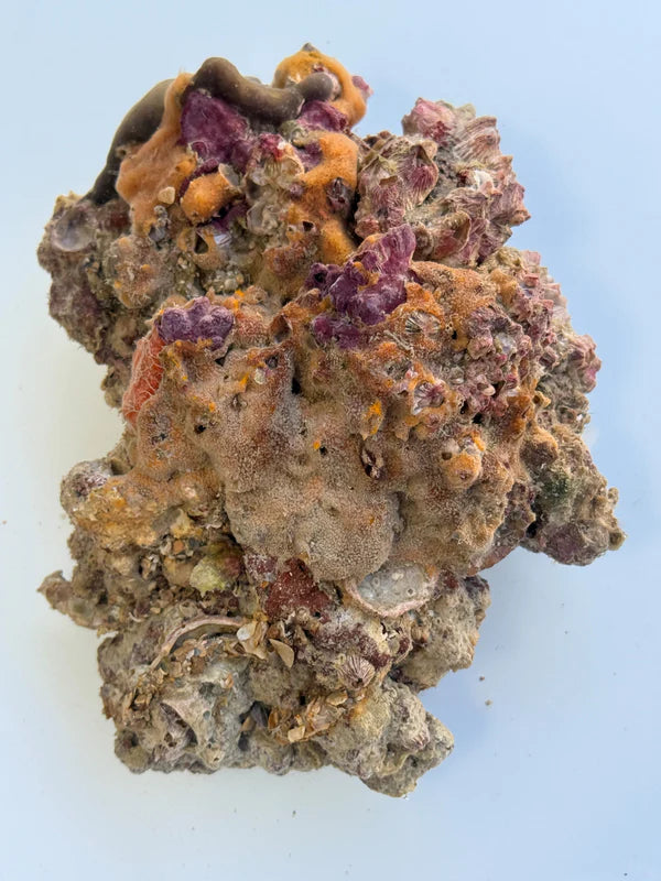 Tampa Bay Saltwater - Premium Live Rock (Special Order)