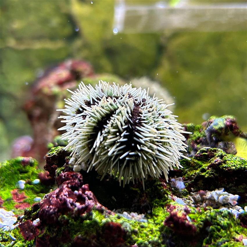 White Banded Tuxedo Urchin
