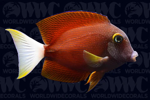 Whitetail Bristletooth Tang