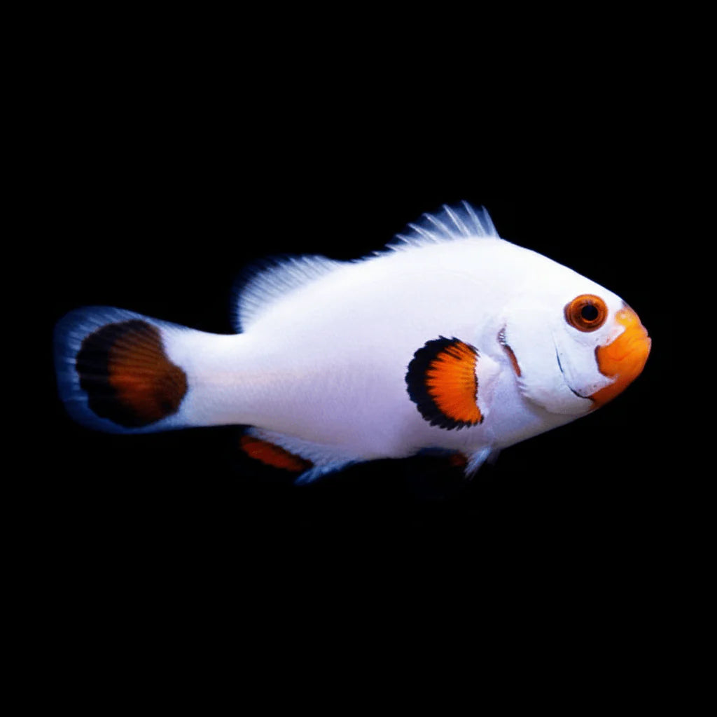 Wyoming White Clownfish - Tank Raised