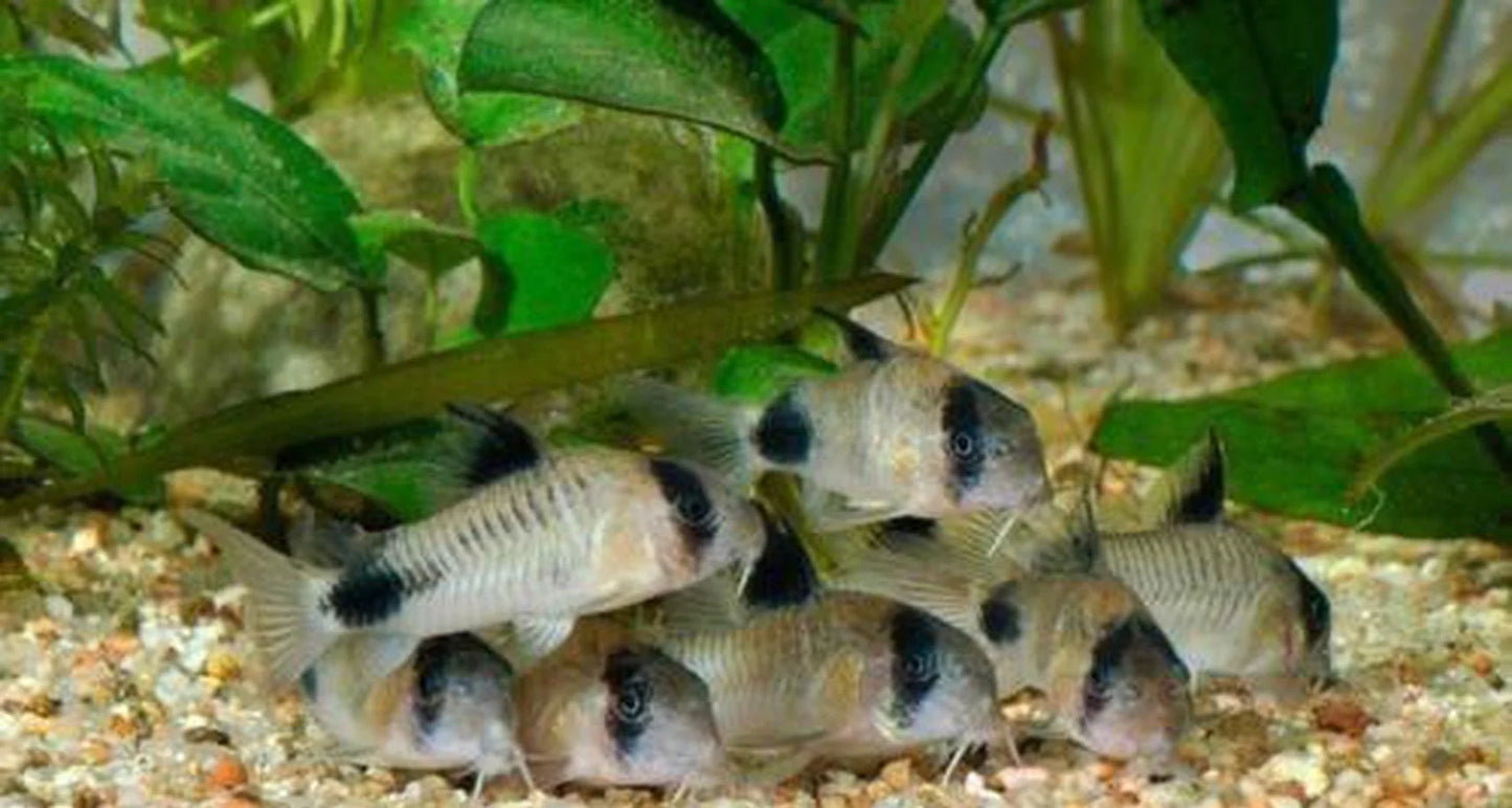 Panda Corydoras