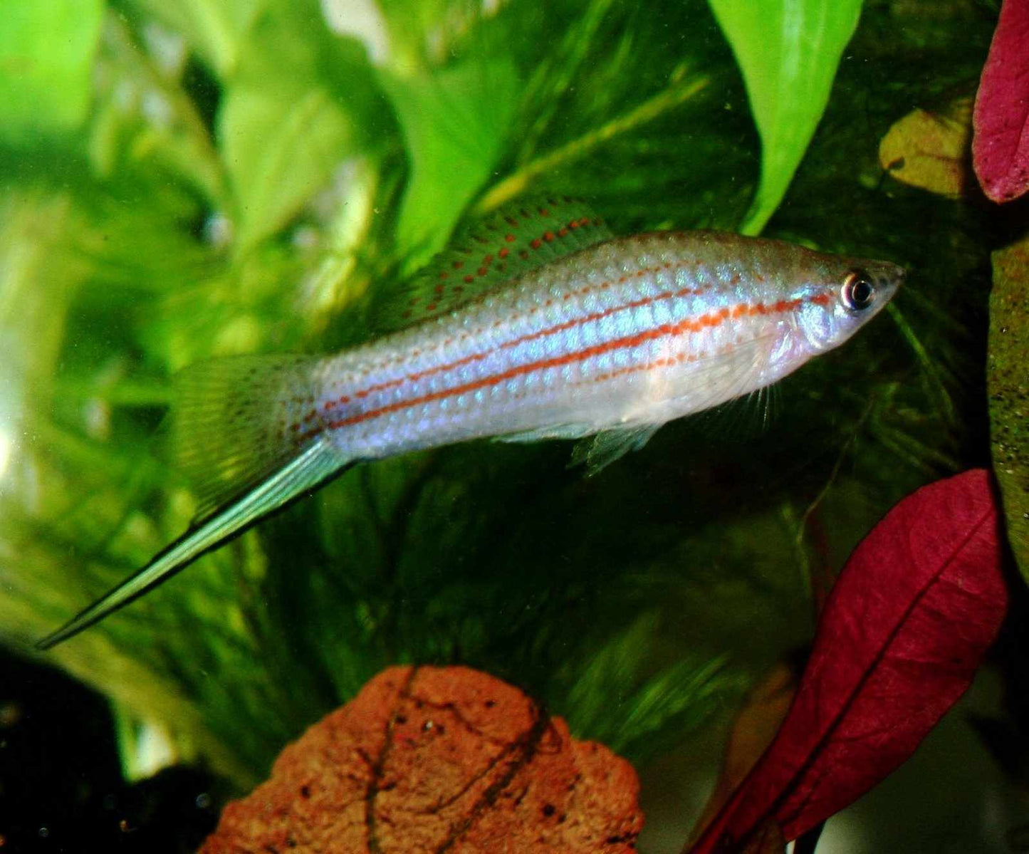 Neon Green Swordtail