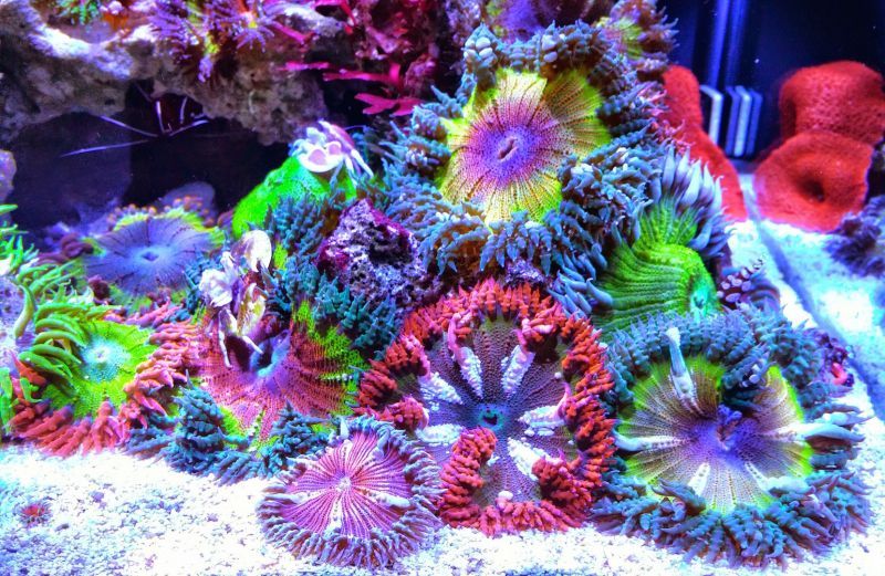 Ultra Rock Flower Anemone