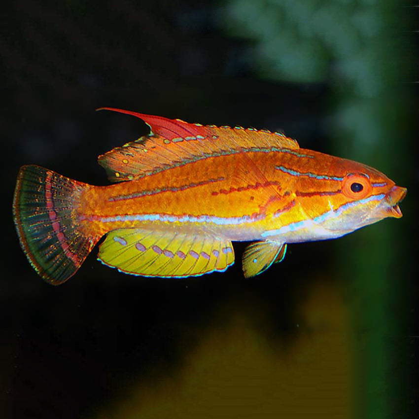Yellow Fin Flasher Wrasse