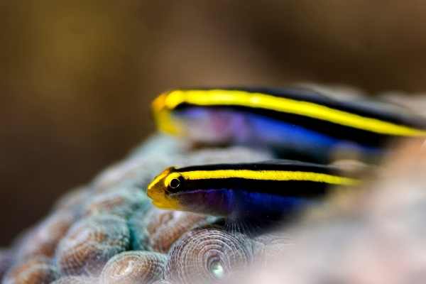 Gold Stripe Neon Goby