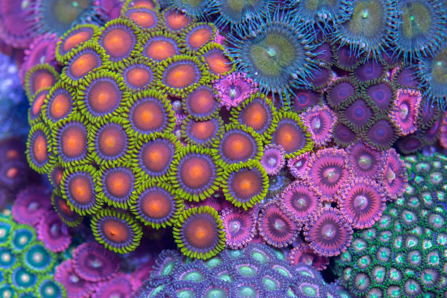 Coral Frags