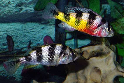 Cichlid - Hap - Zebra Obliquidens