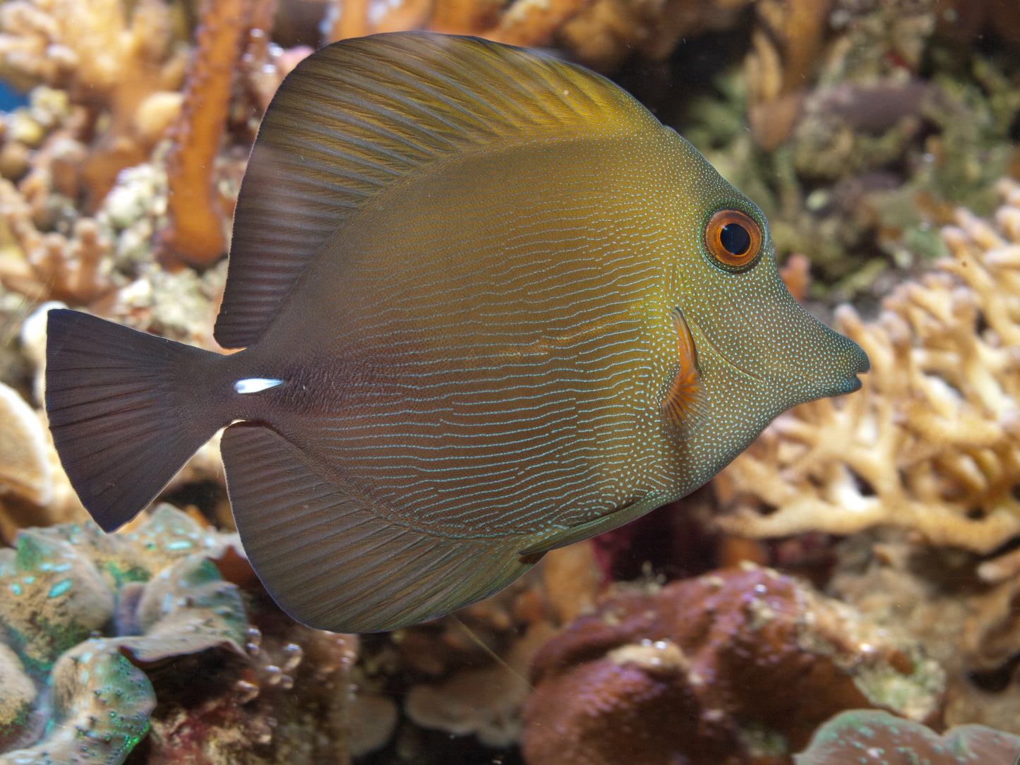 Scopas Tang