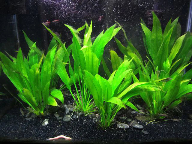 Dwarf Amazon Sword Plant - 🟢 EASY