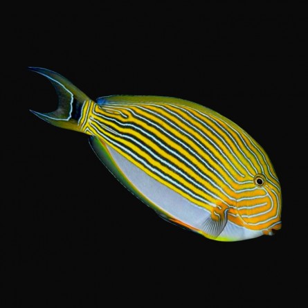 Clown Tang