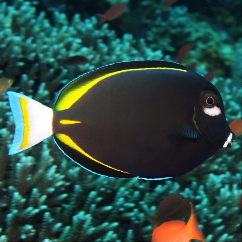 Gold Rim / White Cheek Tang