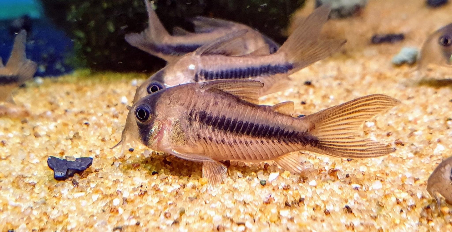 Axelrodi Cory