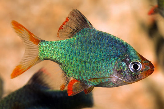 Green Tiger Barb