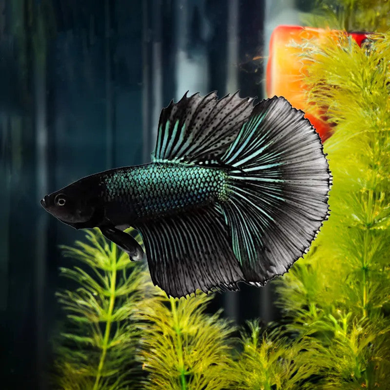 Black Orchid Halfmoon Betta