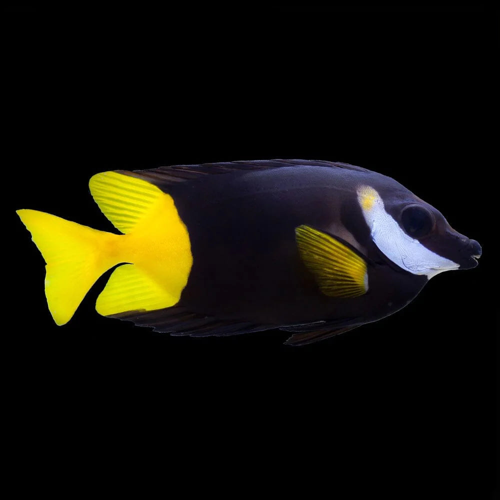 Bicolor Foxface