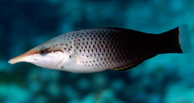 Black Bird Wrasse