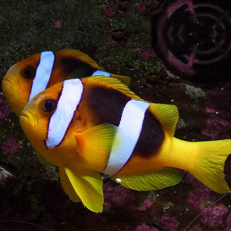 Black Clarkii Clownfish Tank Raised
