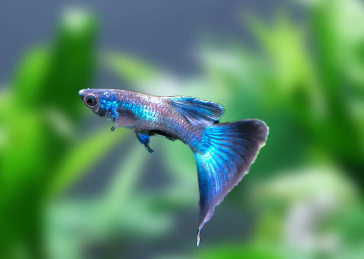 Blue Moscow Delta Guppy - Male