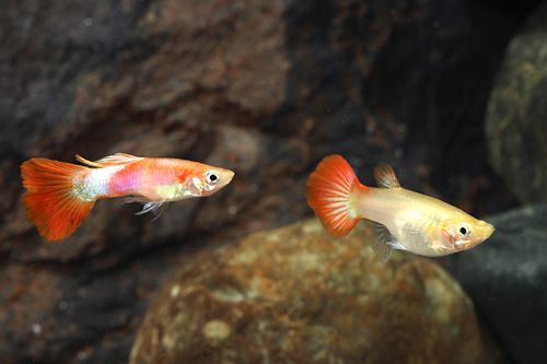 Red Delta Guppy (Livebearer) - Male and Female Pair