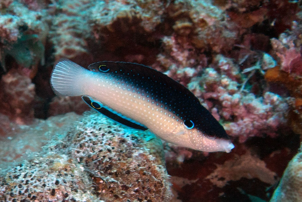 Pearl / China Wrasse