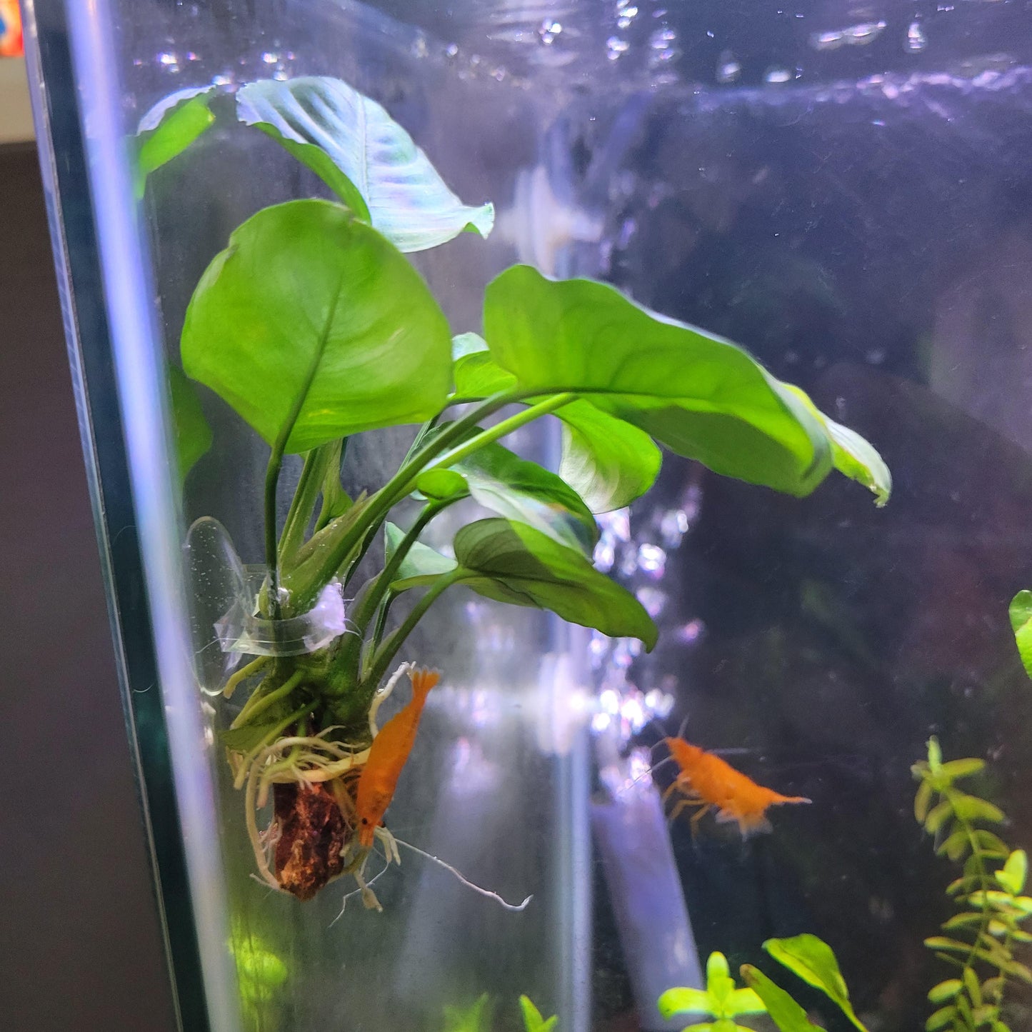Anubias on Suction a Cup