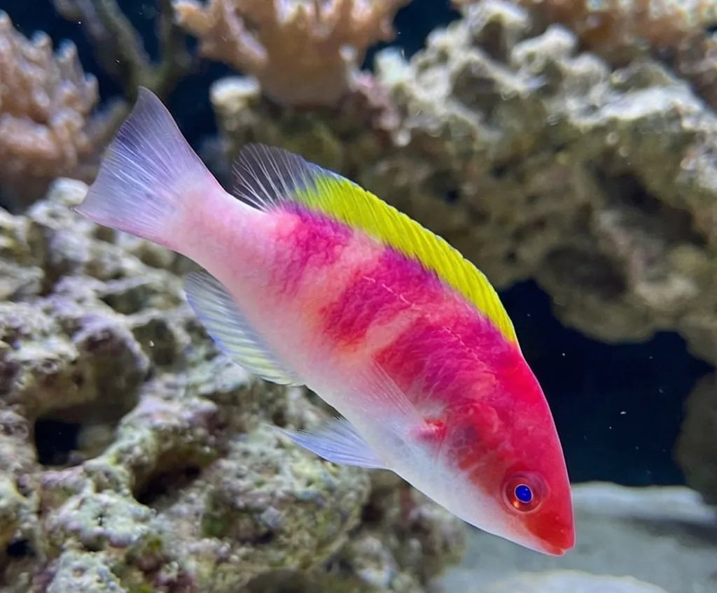 Yellow Fin Fairy Wrasse
