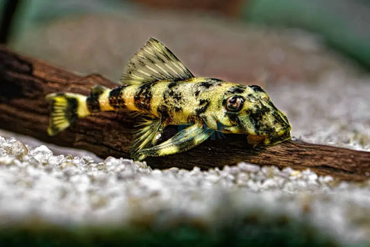 Clown Pleco L103