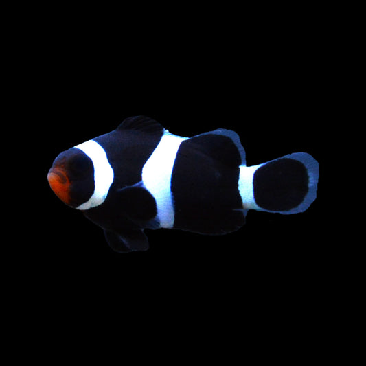 Darwin Black Ocellaris Clownfish