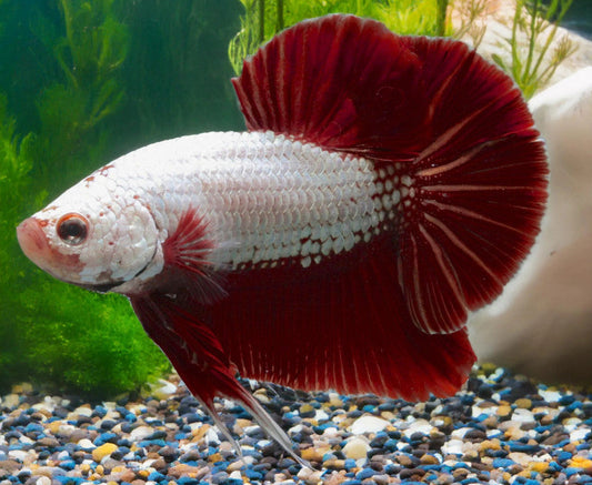 Dragonscale Betta - Male